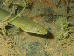 European Eel photo 3
