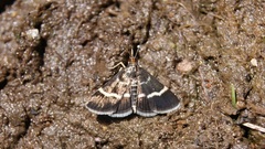 Pyrausta cingulata
