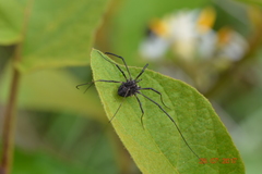 Opiliones