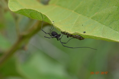 Opiliones