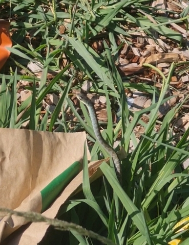 Common Tree Snake sighting