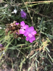 Dianthus carthusianorum