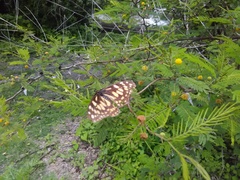 Baronia brevicornis brevicornis