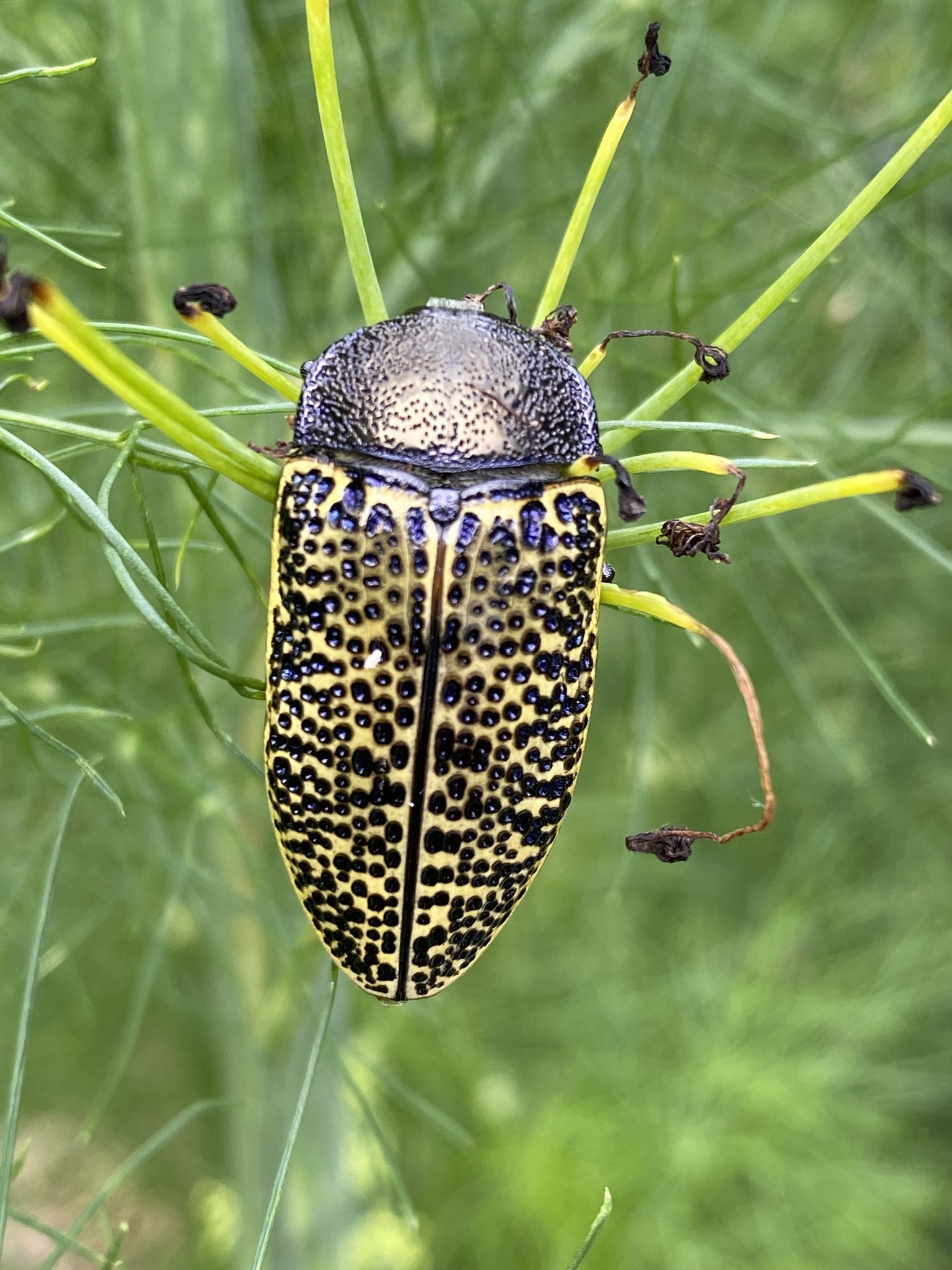 Genus Stigmodera · iNaturalist