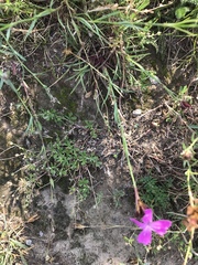 Dianthus carthusianorum