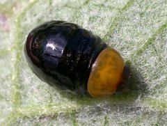 Oreina cacaliae