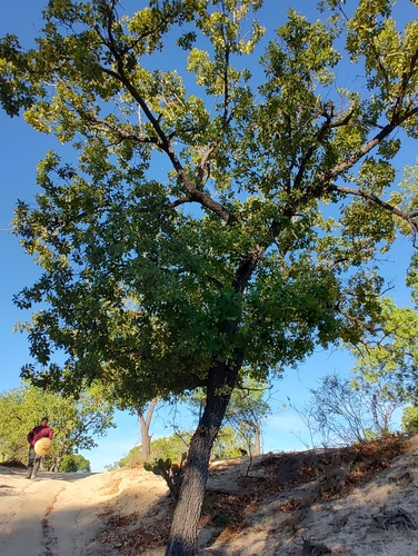 Quercus tuberculata