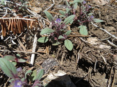 Phacelia austromontana
