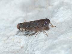 Osbornellus filamentus