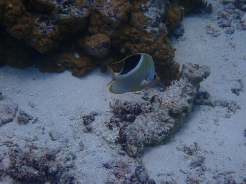 Saddle Butterflyfish (Chaetodon ephippium)