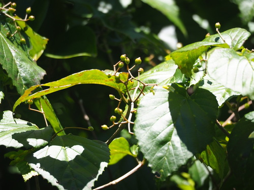 Image of Viburnum luzonicum by no rights reserved