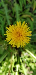 Taraxacum officinale