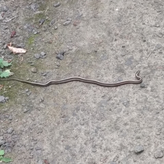 Thamnophis ordinoides