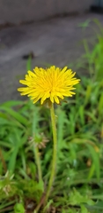 Taraxacum officinale
