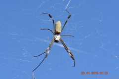 Trichonephila clavipes