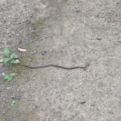 Thamnophis ordinoides