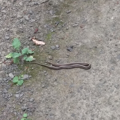 Thamnophis ordinoides