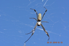 Trichonephila clavipes