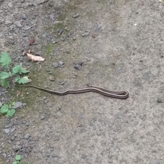 Thamnophis ordinoides