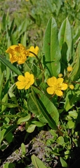 Ranunculus alismifolius