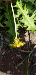 Taraxacum officinale