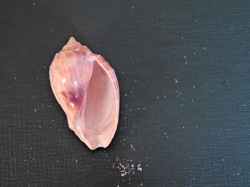Harpa crenata observed 2016-08-11