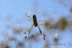 Trichonephila clavipes
