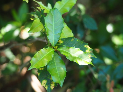 Image of Itea oldhamii by no rights reserved