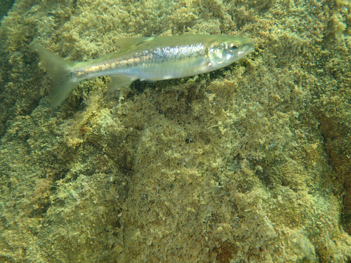 Phoxinus phoxinus