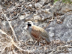 Madagascar Partridge photo 2