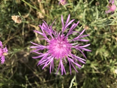 Centaurea jacea