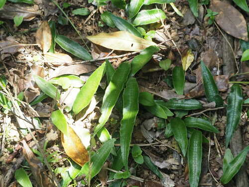 Image of Deparia lancea by no rights reserved