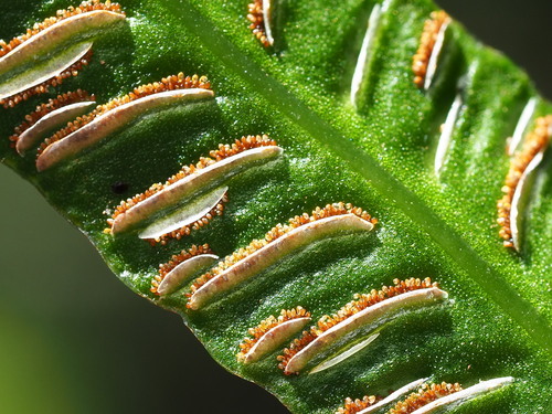 Image of Deparia lancea by no rights reserved