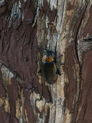 Disonycha triangularis