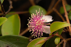 Archirhodomyrtus (Archirhodomyrtus)