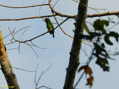 Psilopogon duvaucelii