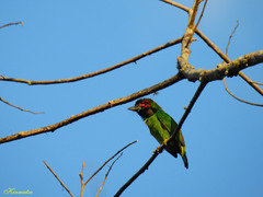 Psilopogon duvaucelii