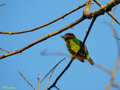 Psilopogon duvaucelii