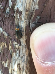 Disonycha triangularis