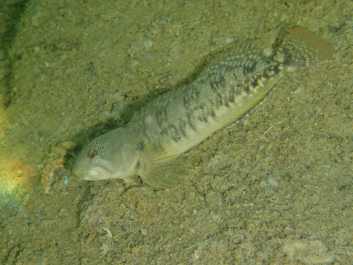 Horozbina balığı