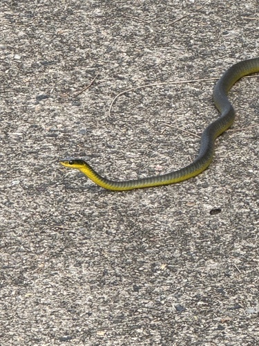 Common Tree Snake sighting