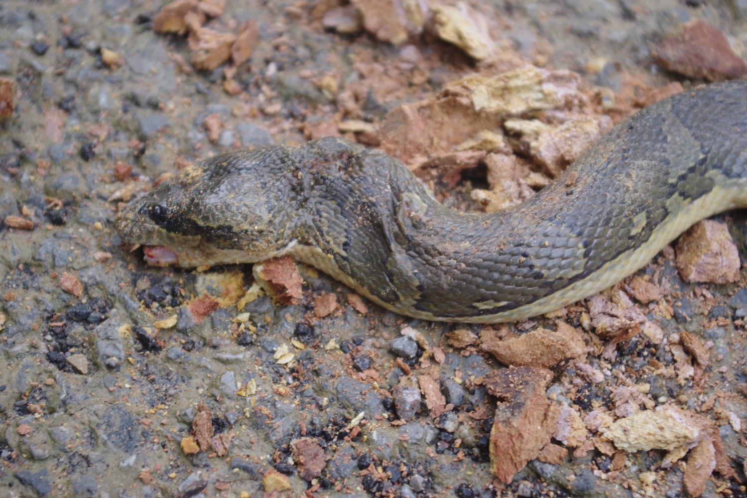 Martaban Water Snake photo 3