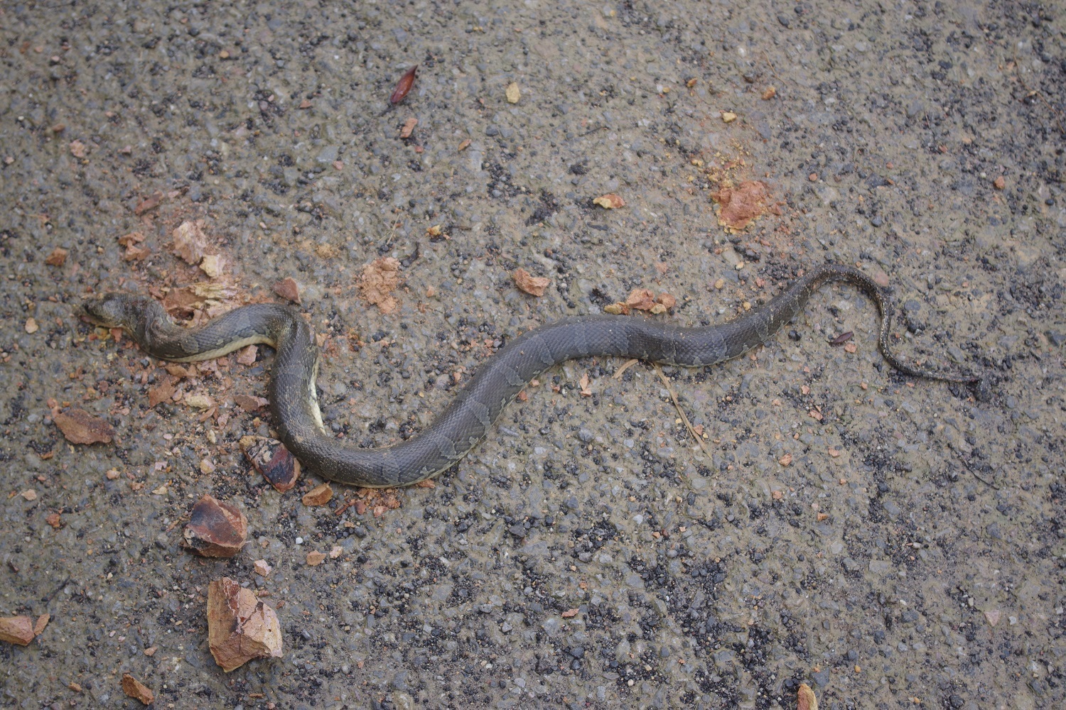 Martaban Water Snake photo 2