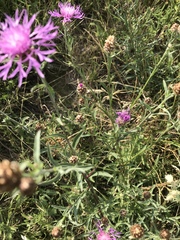 Centaurea jacea