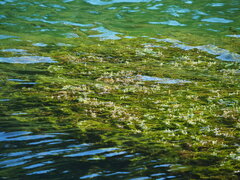Cornifle immergé (Ceratophyllum demersum) — photo 2