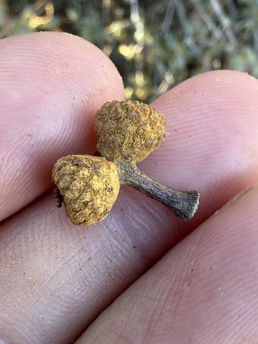 Quercus chrysolepis × palmeri