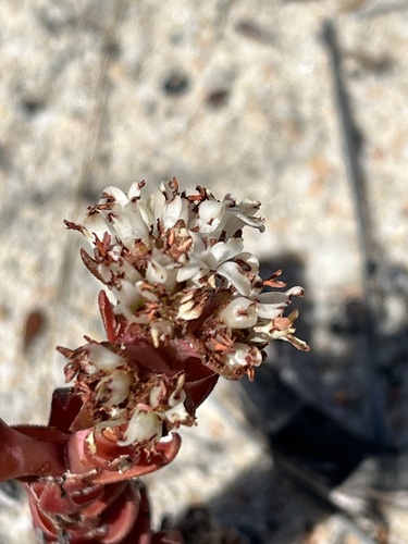 Image of Crassula alpestris by (c) Dave U, some rights reserved (CC BY-SA)