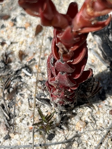 Image of Crassula alpestris by (c) Dave U, some rights reserved (CC BY-SA)