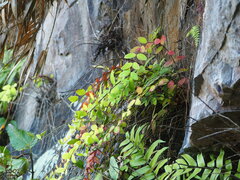 author not stated, no rights reserved Hypericum formosanum, photograph author not stated, no rights reserved