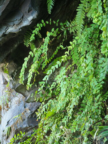 Hypericum formosanum, photograph 4